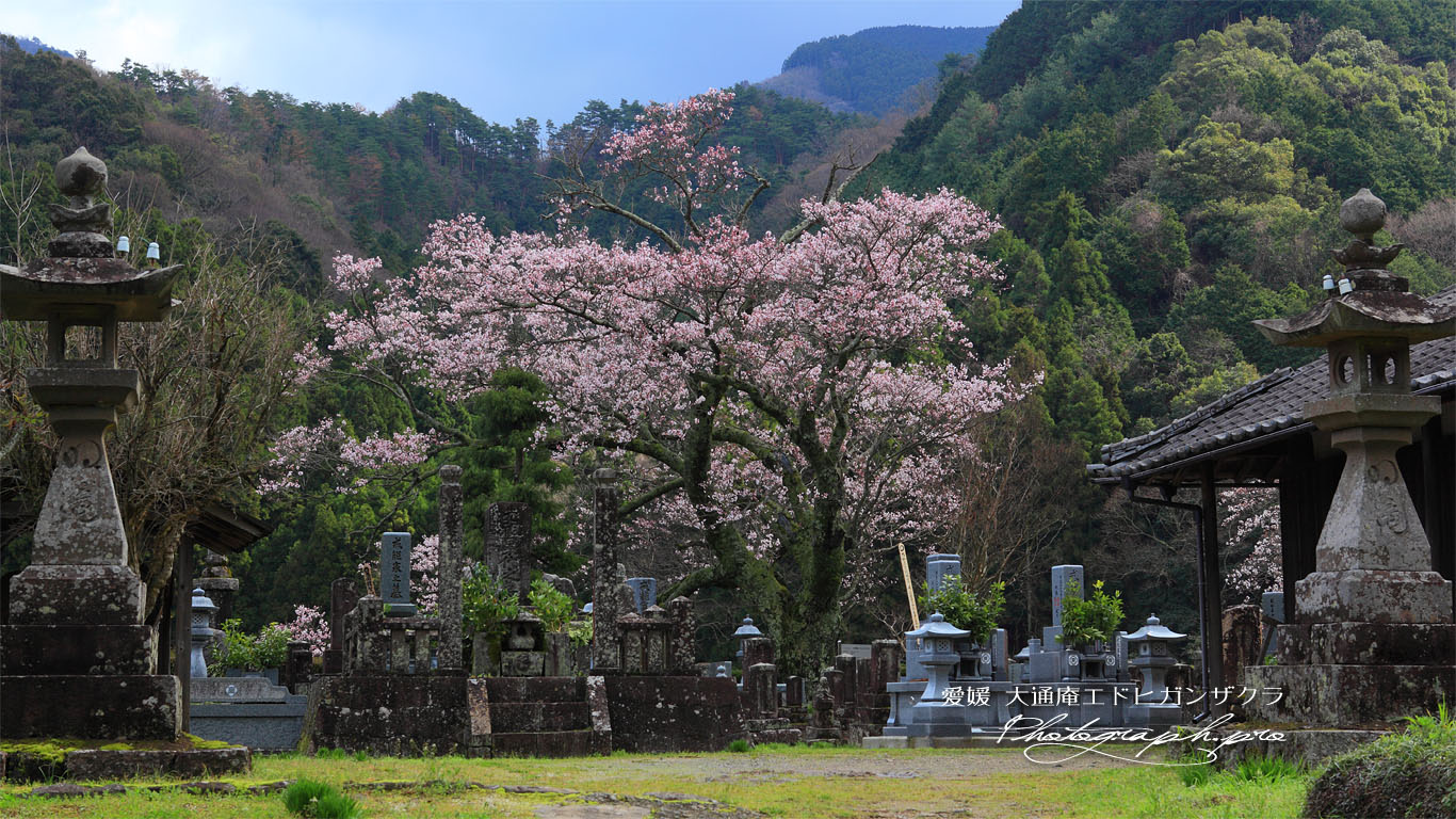 墓守の桜の大通庵江戸彼岸桜 壁紙