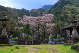 墓守の桜の大通庵江戸彼岸桜