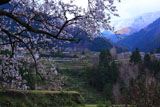 愛媛の桜と棚田