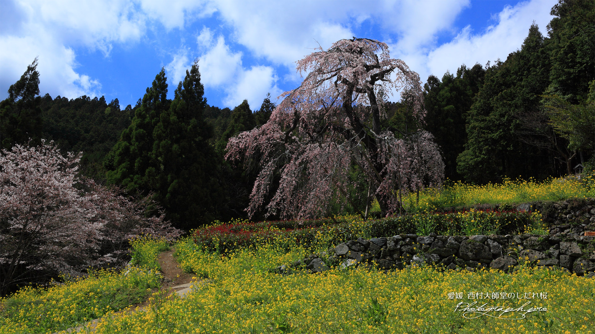 西村大師堂のしだれ桜と菜の花畑