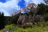 西村大師堂の枝垂れ桜