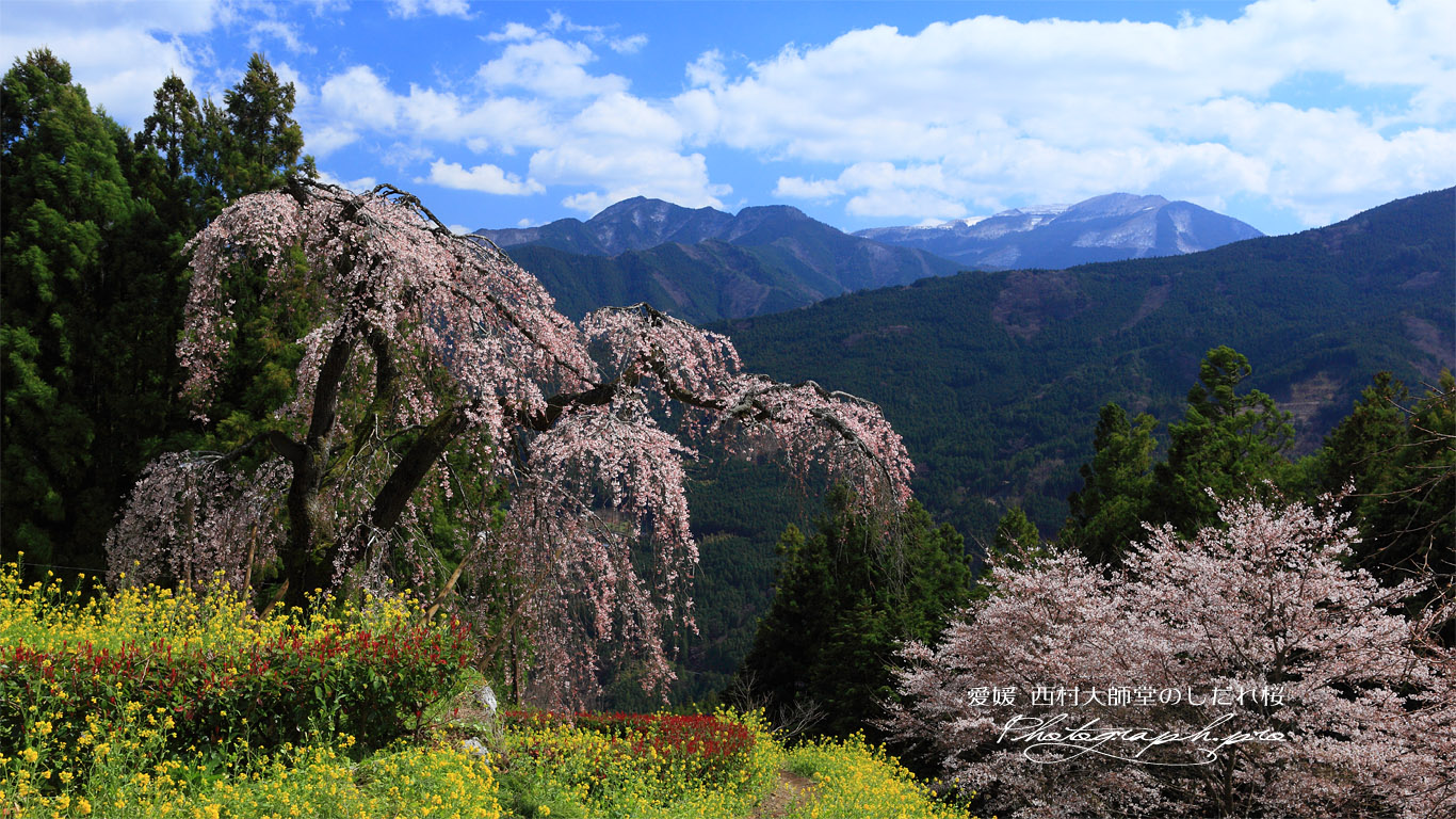 西村大師堂のしだれ桜 壁紙