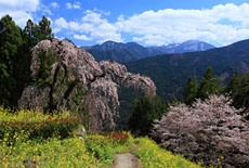 西村大師堂のしだれ桜