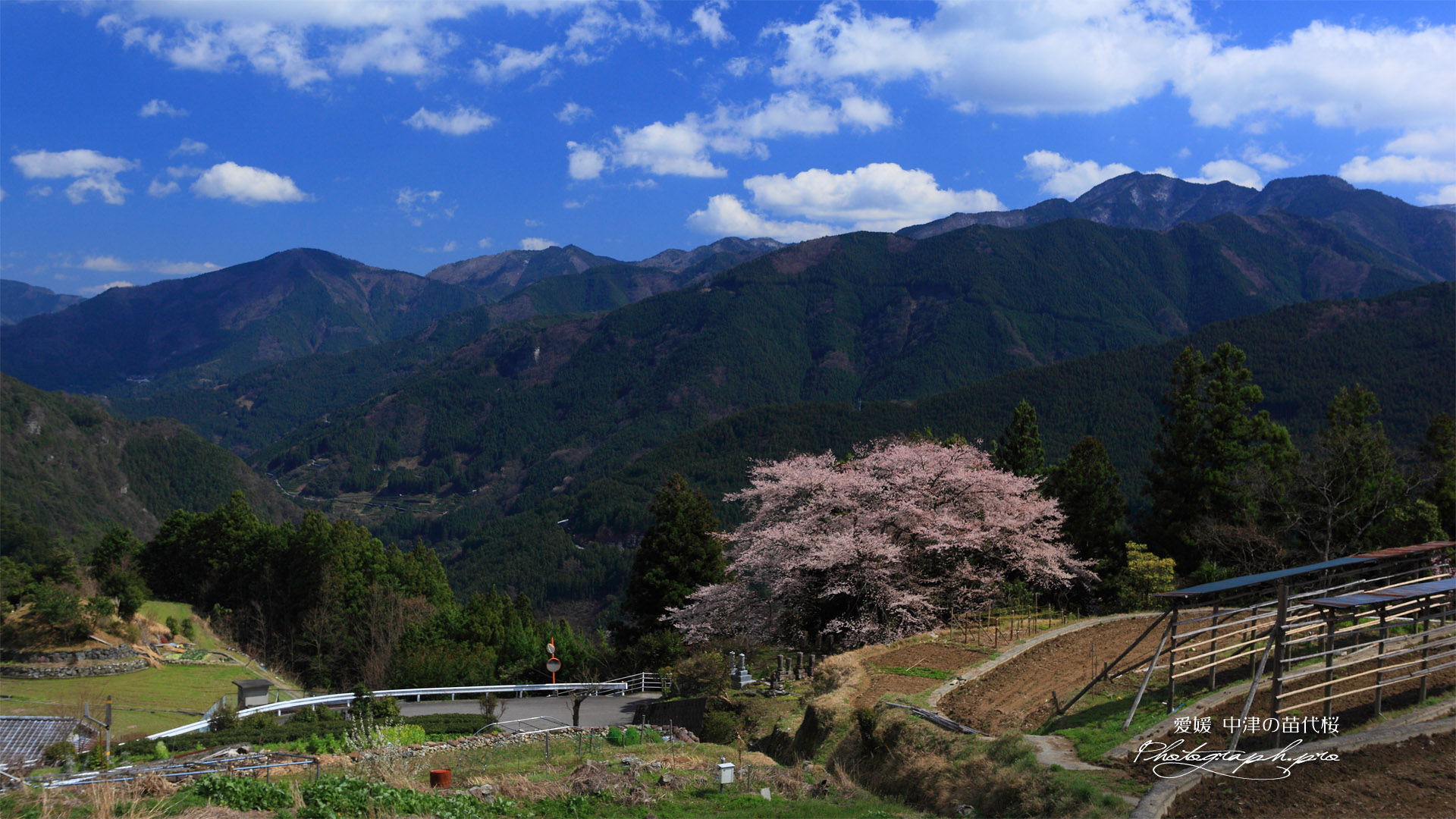 中津の苗代桜