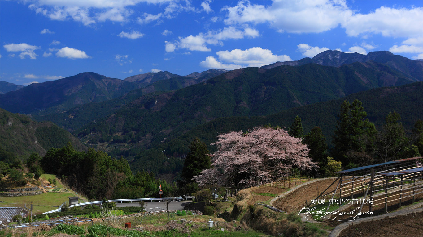 中津の苗代桜 壁紙