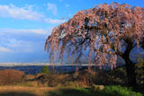 古田の枝垂れ桜と西条平野