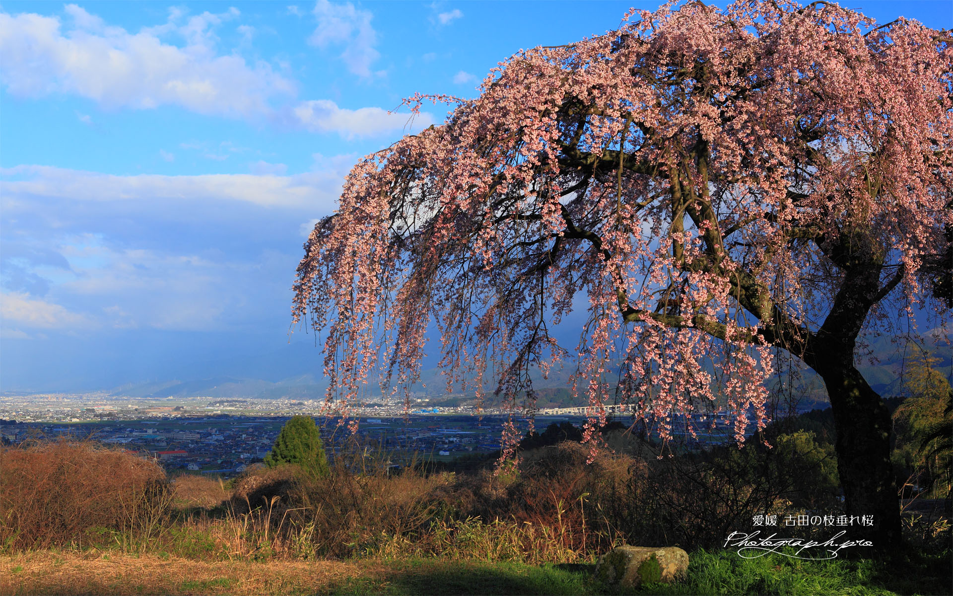 古田の枝垂れ桜と西条平野