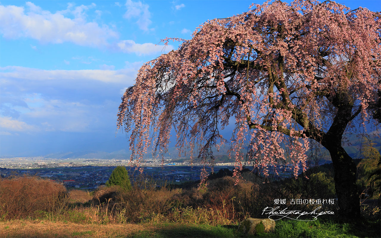 古田の枝垂れ桜と西条平野 壁紙
