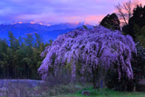 愛媛県の桜