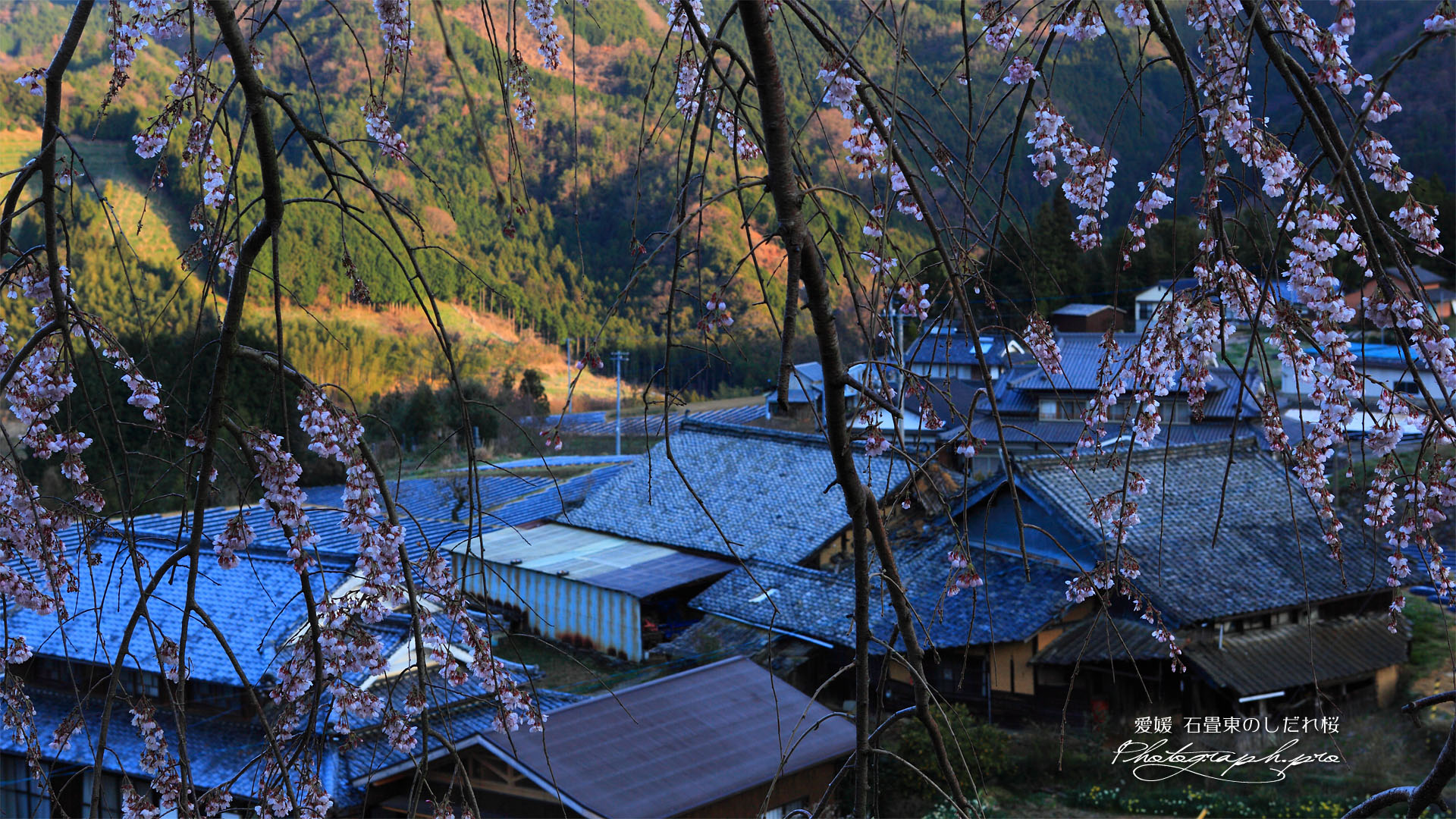 石畳東のしだれ桜