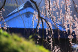 石畳東の枝垂れ桜