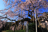 東の枝垂桜