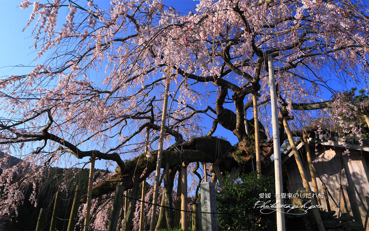 東の枝垂桜 壁紙