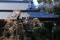 みかえりの桜