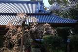 みかえりの桜