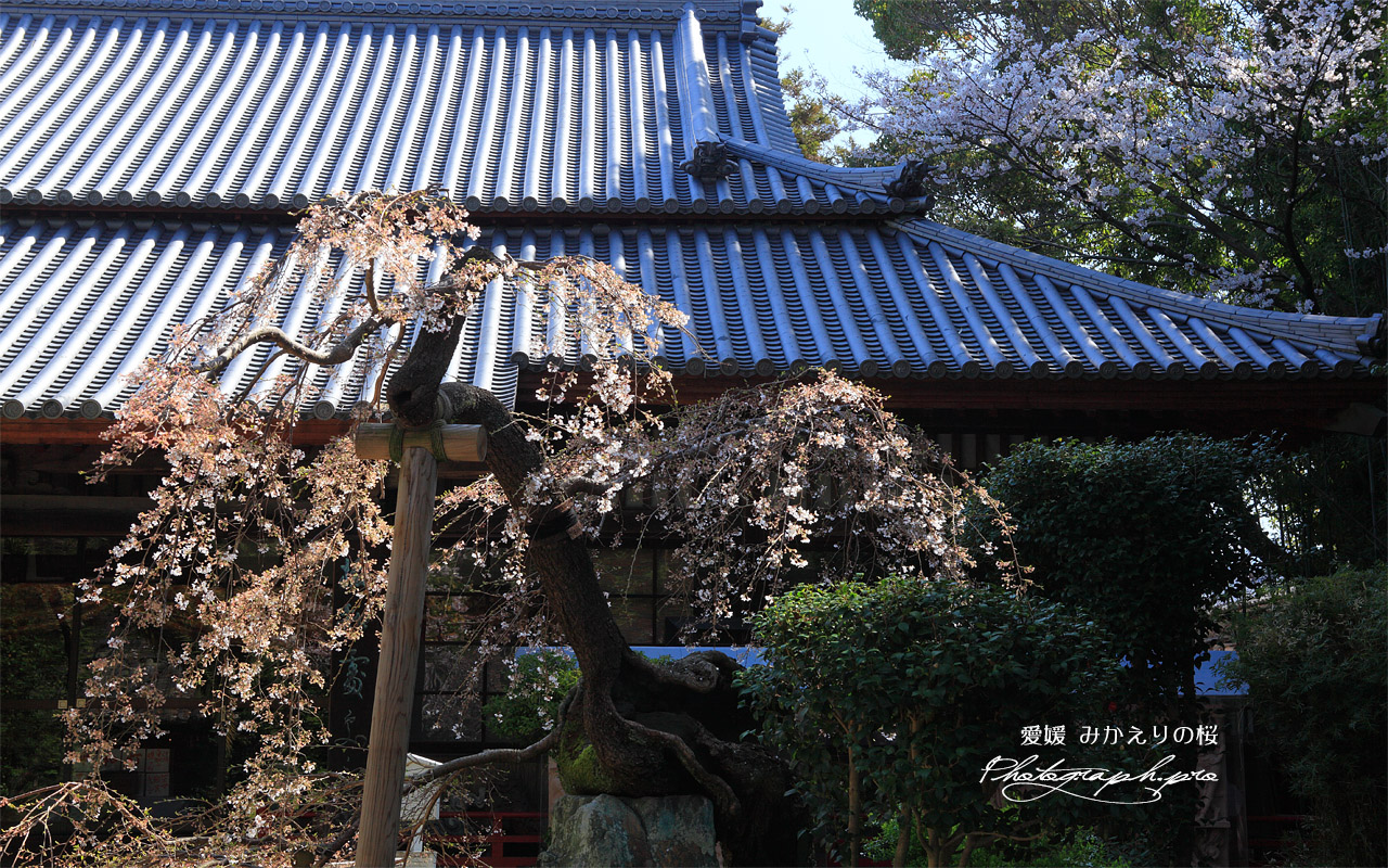みかえりの桜 壁紙