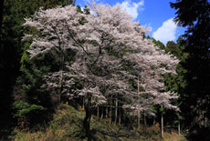 源太桜