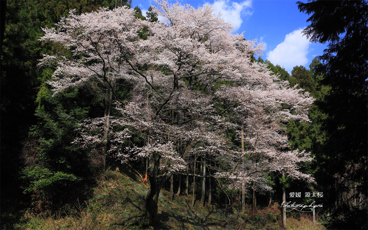 源太桜 壁紙