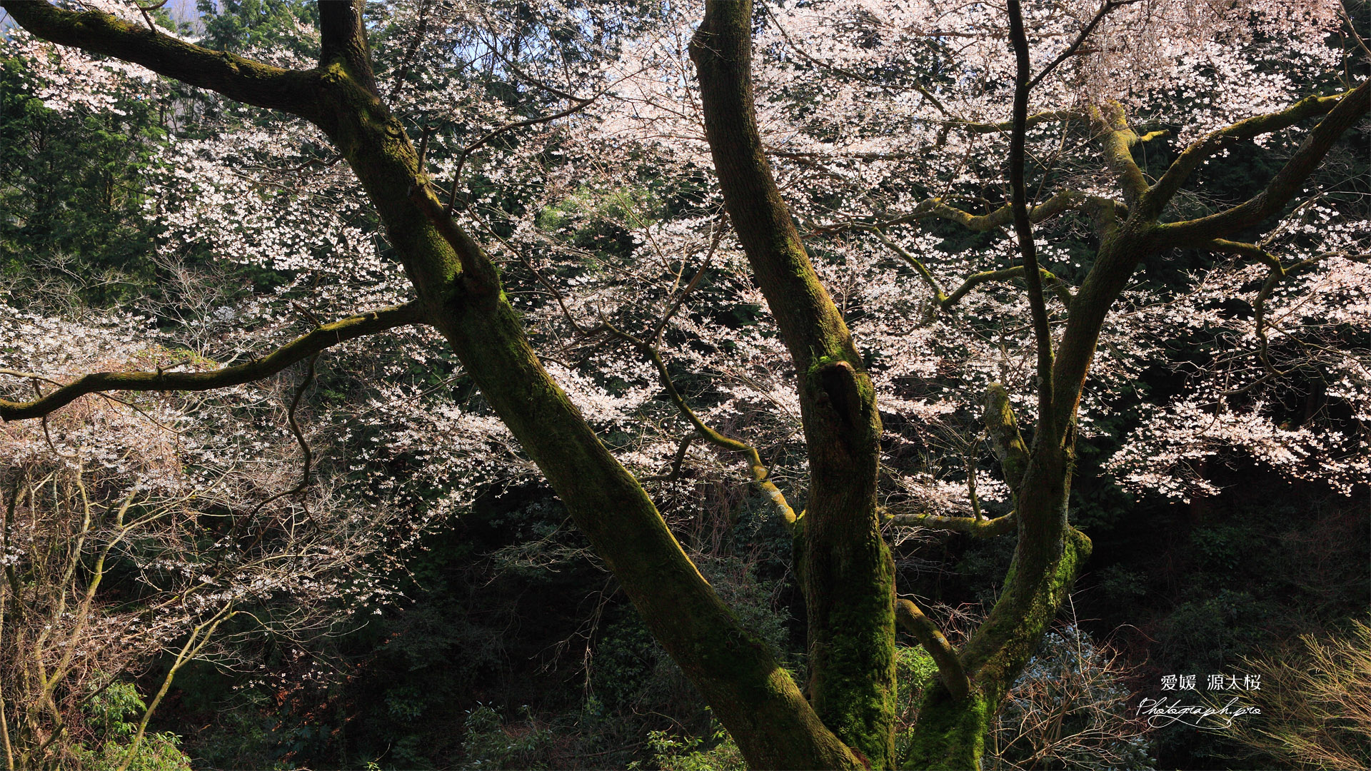 源太桜その１