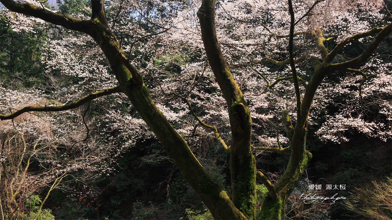 源太桜その１ 壁紙