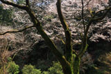 源太桜その１