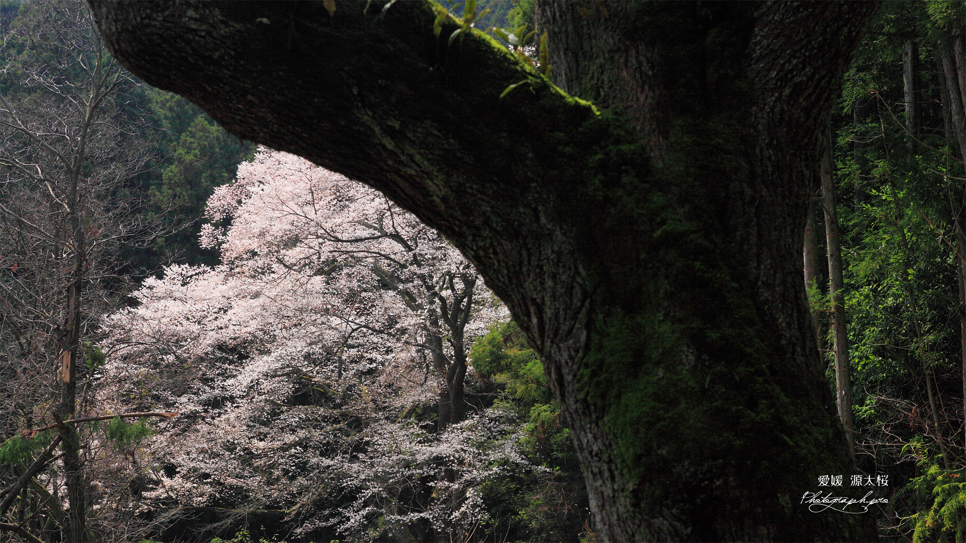 源太桜その２の幹
