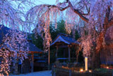 法蓮寺の枝垂桜