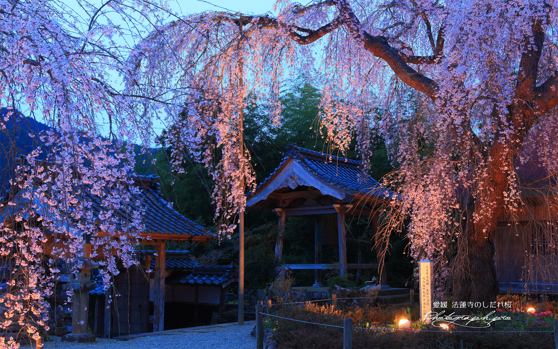 法蓮寺の枝垂桜
