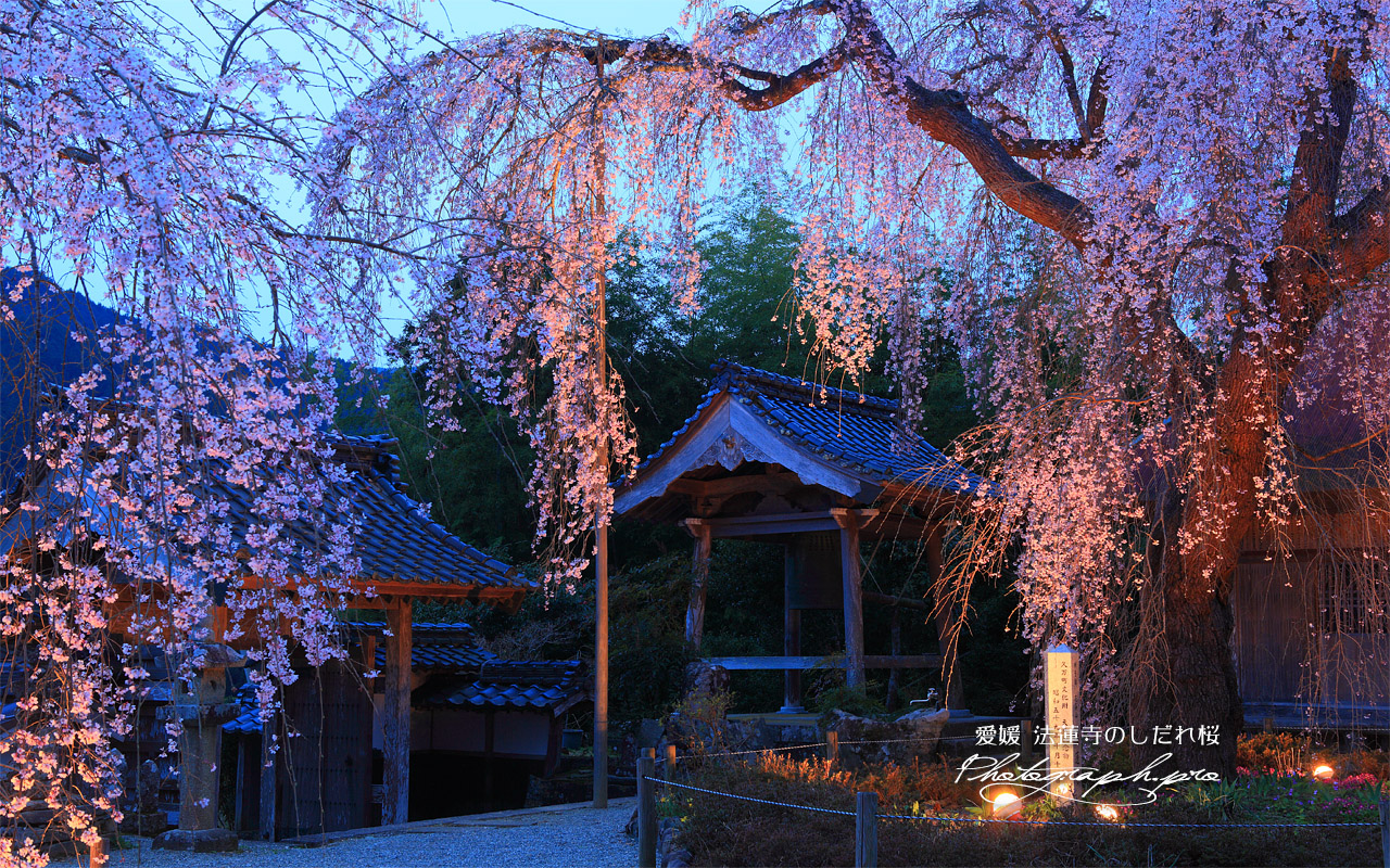 法蓮寺の枝垂桜 壁紙