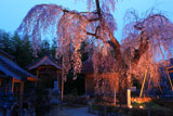 法蓮寺のしだれ桜