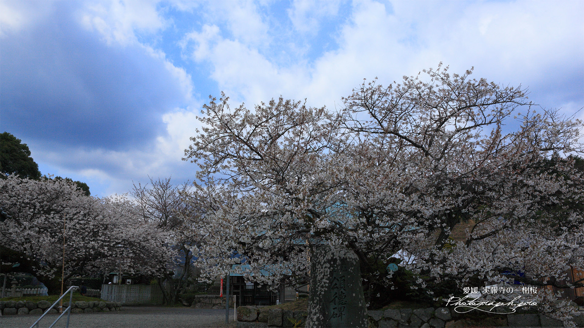 実報寺の一樹桜