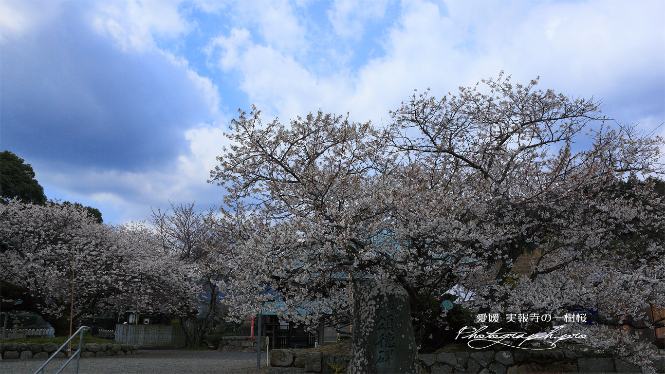 実報寺の一樹桜 壁紙
