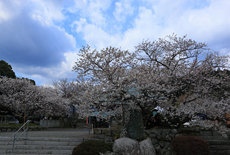 実報寺の一樹桜
