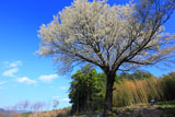 青空に月光桜