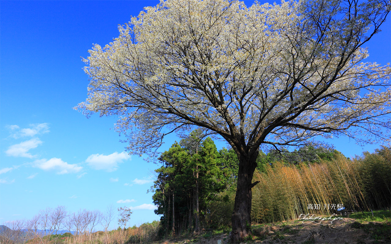 青空に月光桜 壁紙