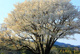 夕陽に照らされた月光桜