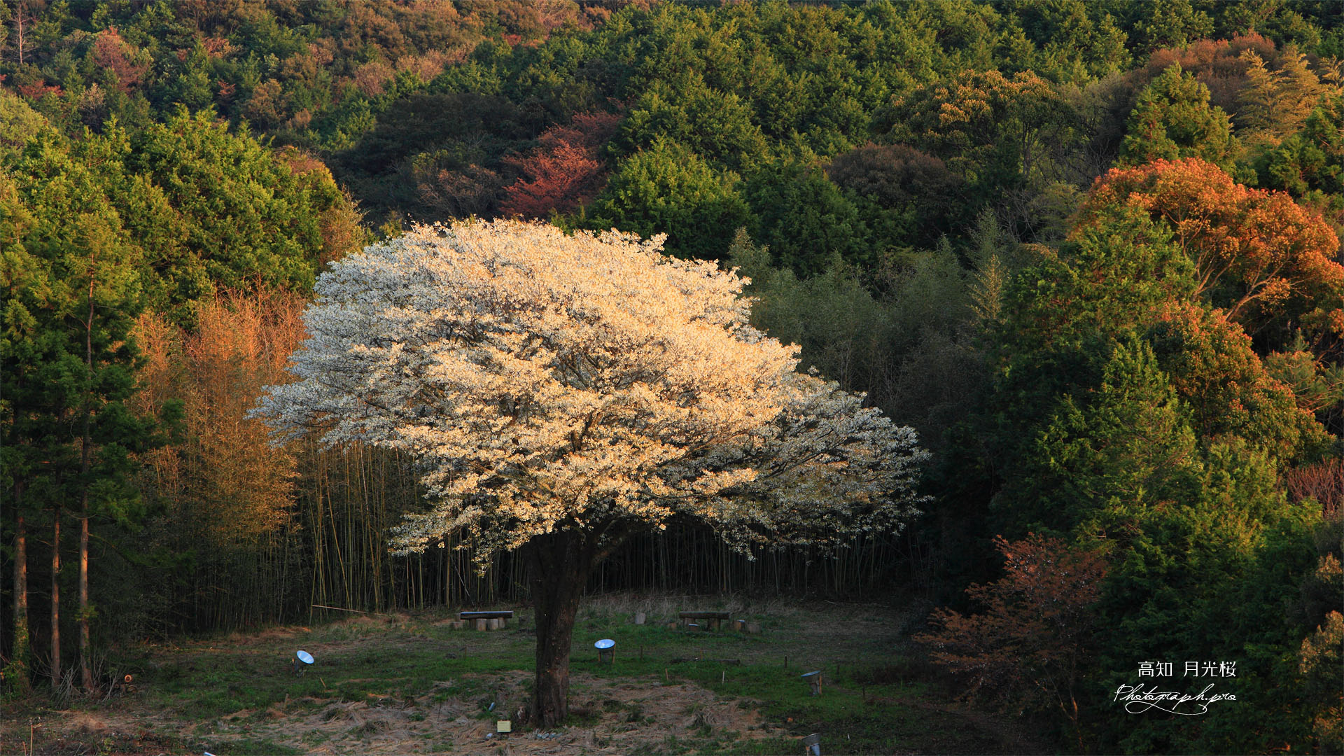 遠目からの月光桜