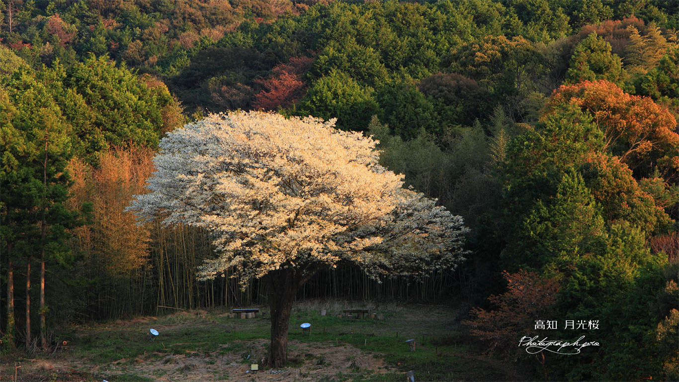 遠目からの月光桜 壁紙
