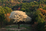 遠目からの月光桜