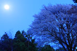 月光に照らされた月光桜