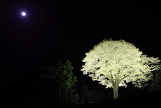 月光桜