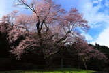 吉良の江戸彼岸桜