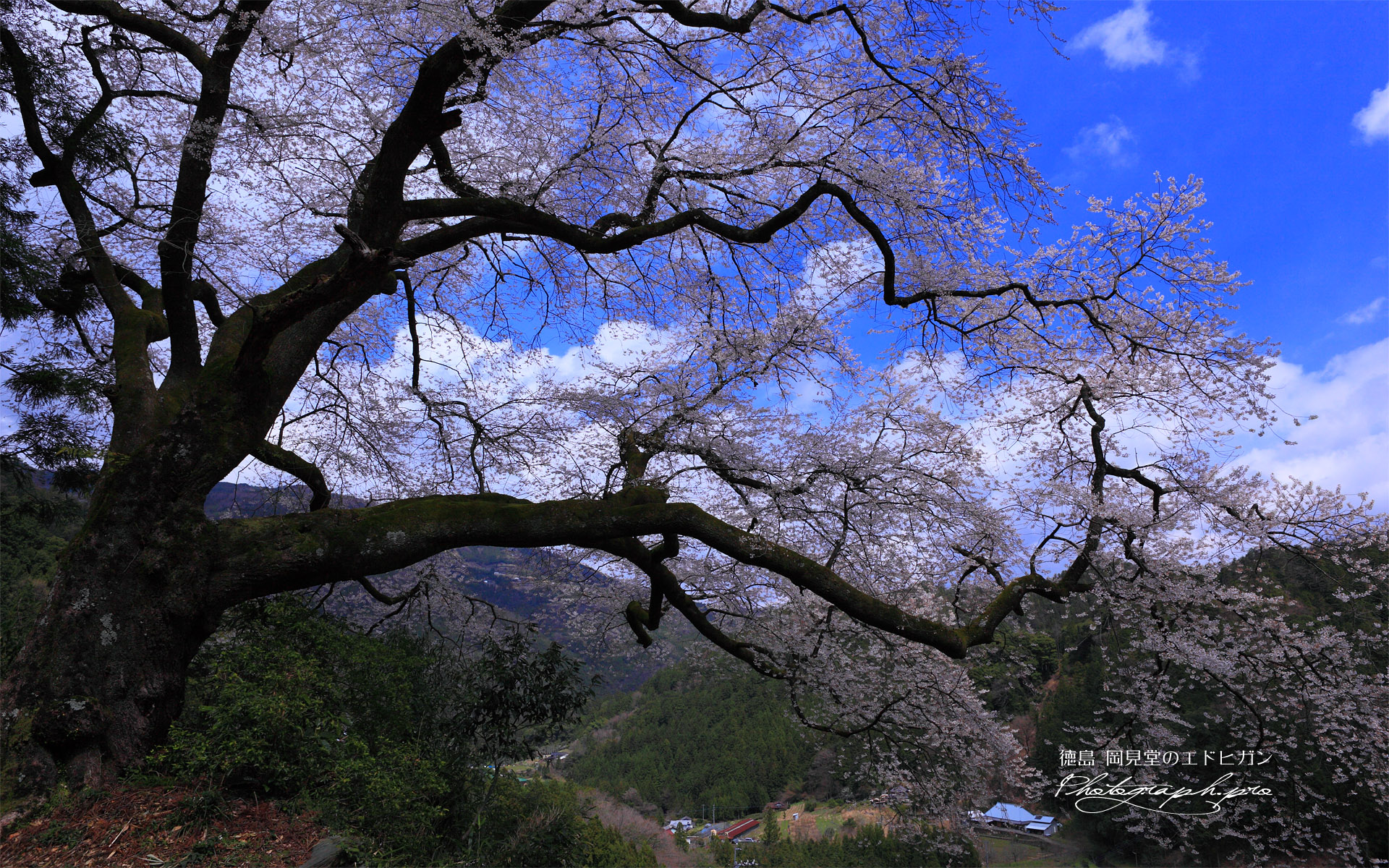 青空を背景に岡見堂のエドヒガン