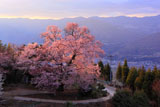 徳島県の桜