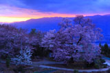 黄昏時の桜堂のひょうたん桜