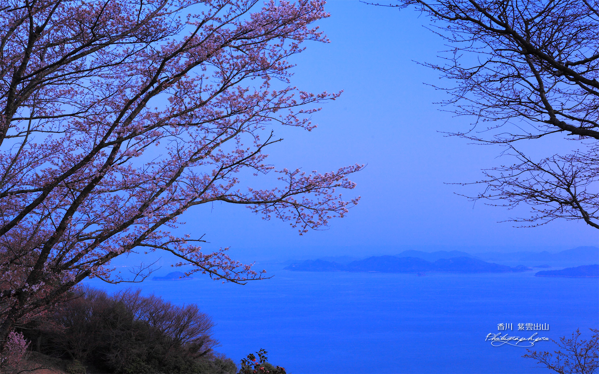 紫雲出山からのヤマザクラと瀬戸内海の島々