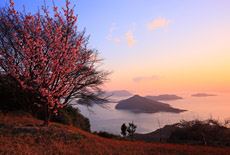 紫雲出山千本桜