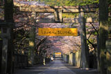 金刀比羅宮の桜馬場