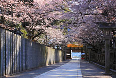 香川県の桜