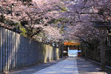 香川県の桜